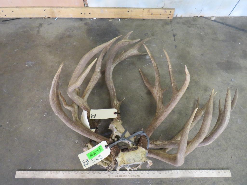 3 Mule Deer Racks (3x) Taxidermy Auction
