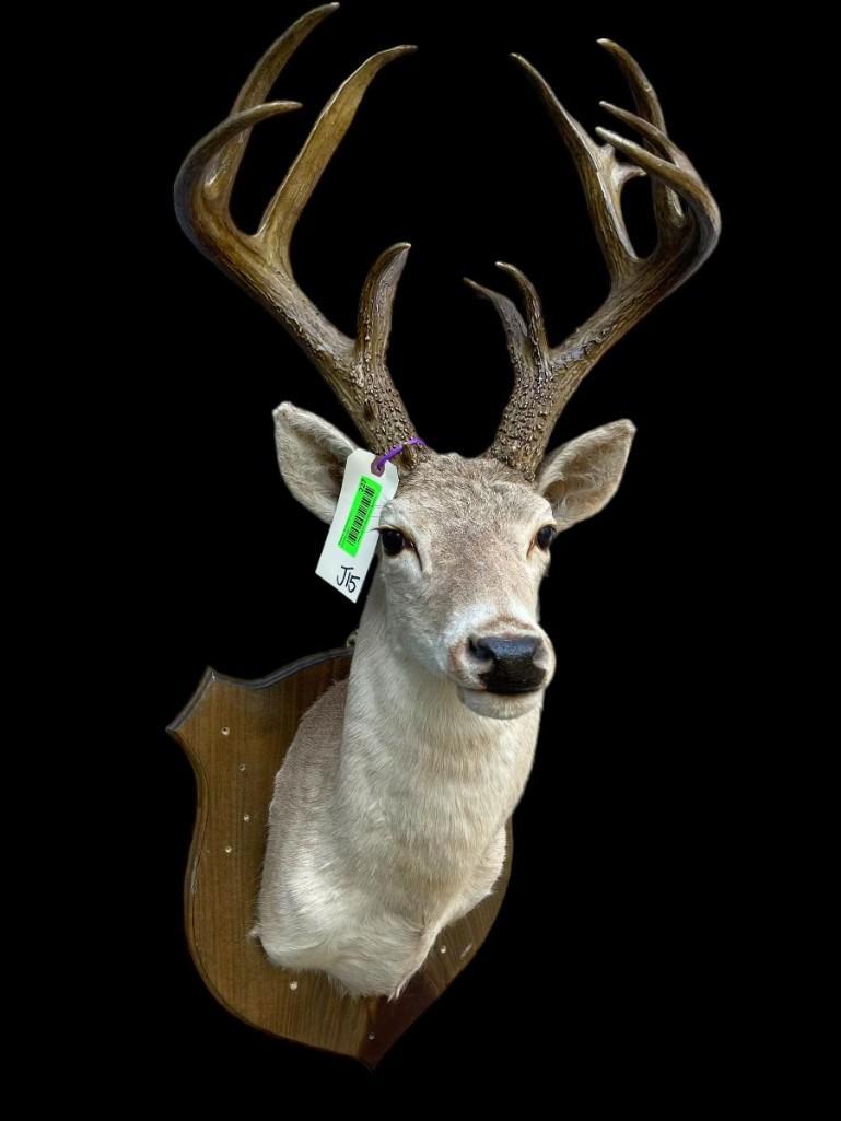 15 point antlers, - Texas White-Tail, deer sho. mount Taxidermy, hunting lodge-log cabin decor: TAXIDERMY
