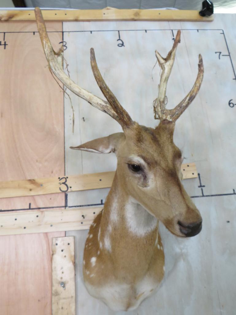 Axis Deer Sh Mt TAXIDERMY: TAXIDERMY