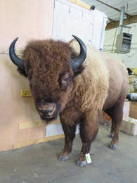 Super Cool Lifesize Buffalo *no base*  TAXIDERMY