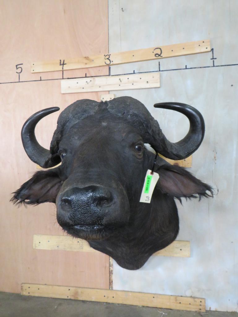 CAPE BUFFALO SH MT TAXIDERMY: TAXIDERMY