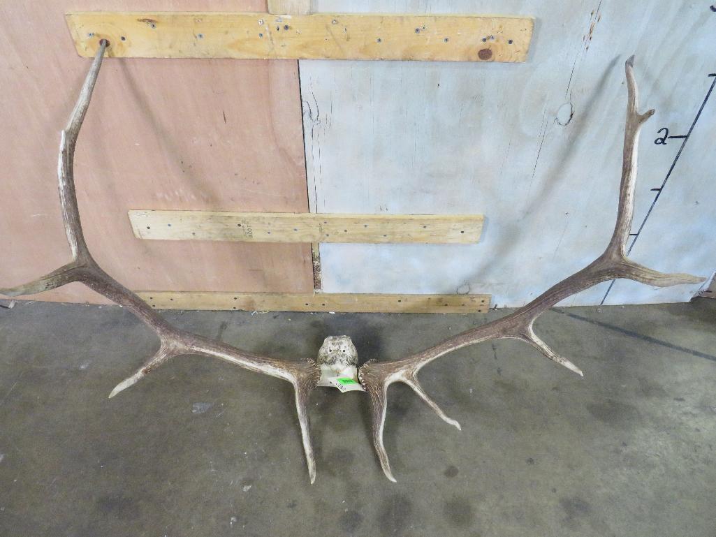Elk Rack TAXIDERMY: TAXIDERMY