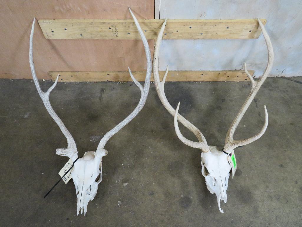 2 Axis Deer Skulls (2x$) TAXIDERMY: TAXIDERMY