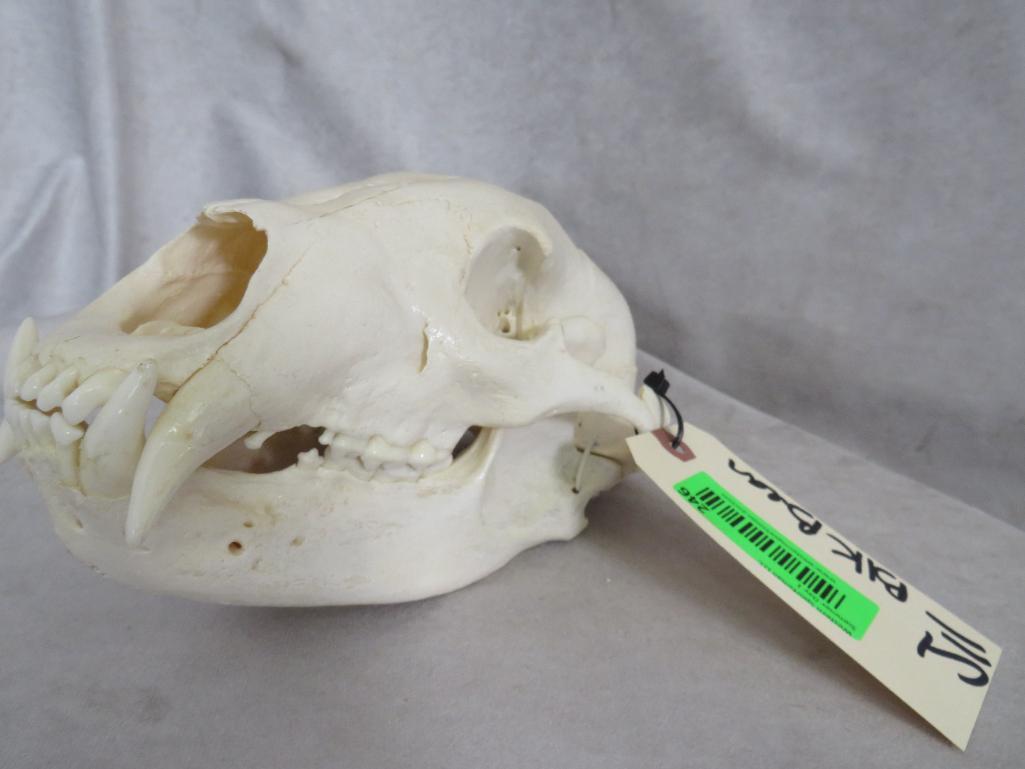 Black Bear Skull TAXIDERMY: TAXIDERMY