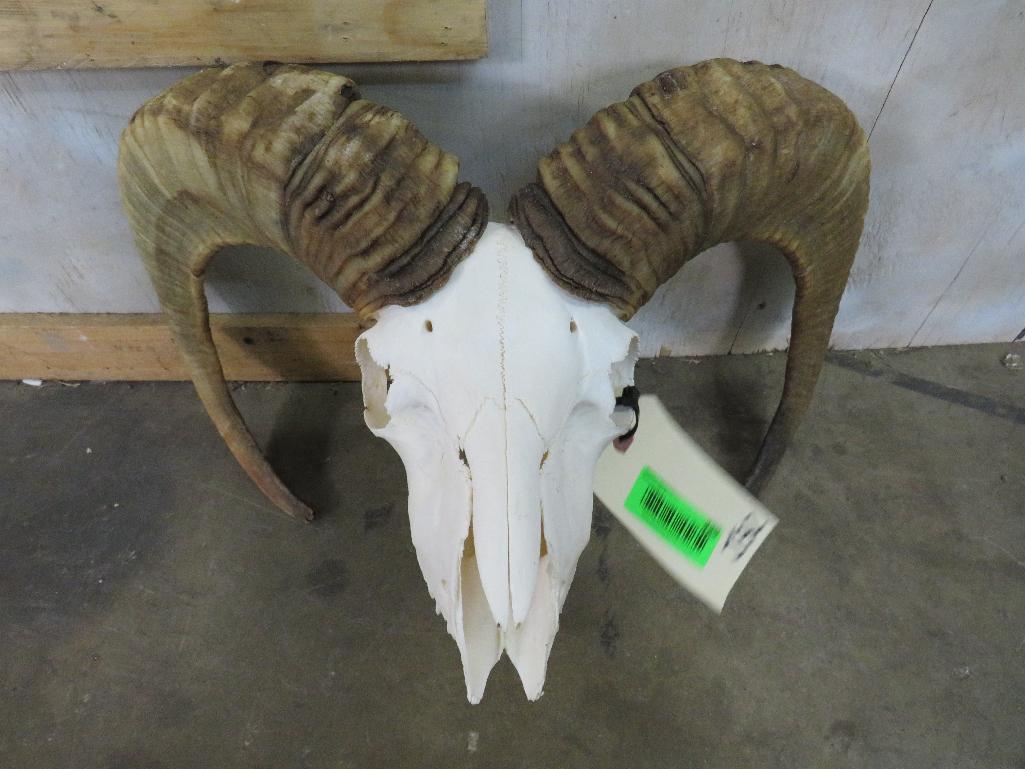 Sheep Skull TAXIDERMY: TAXIDERMY