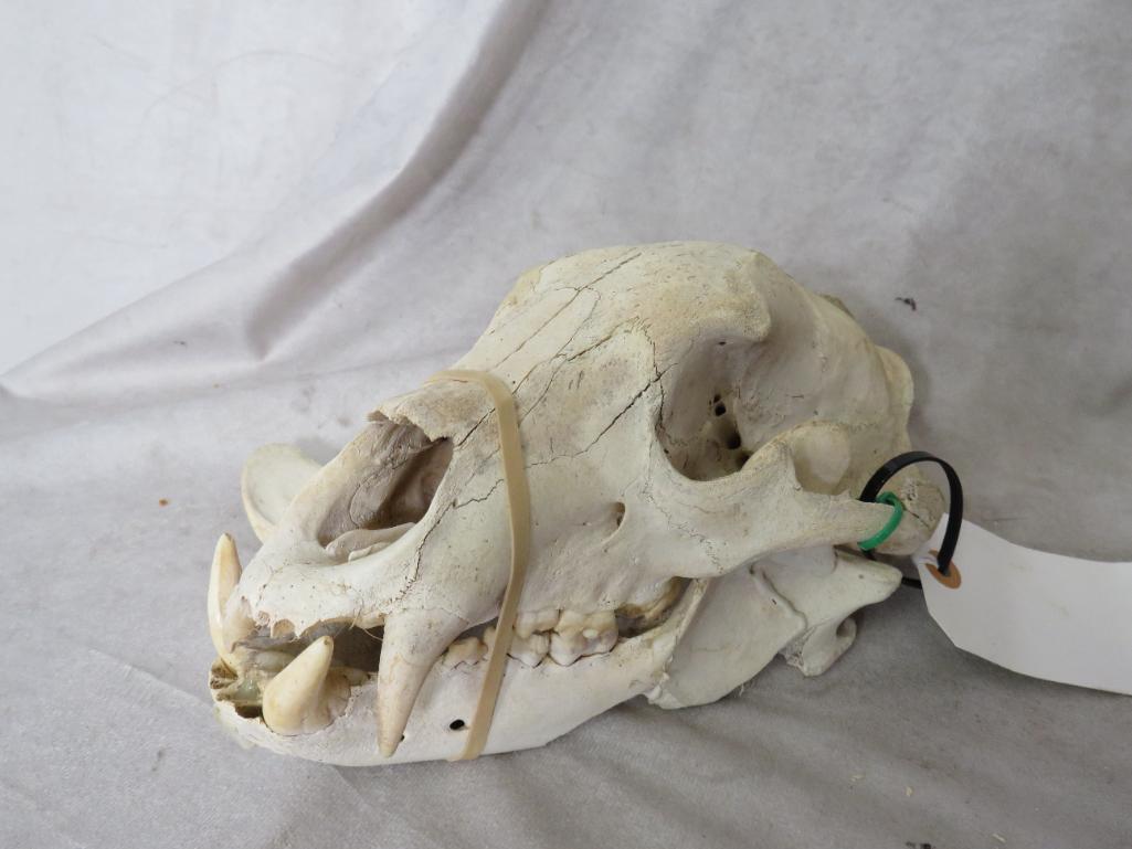 Black Bear Skull TAXIDERMY: TAXIDERMY