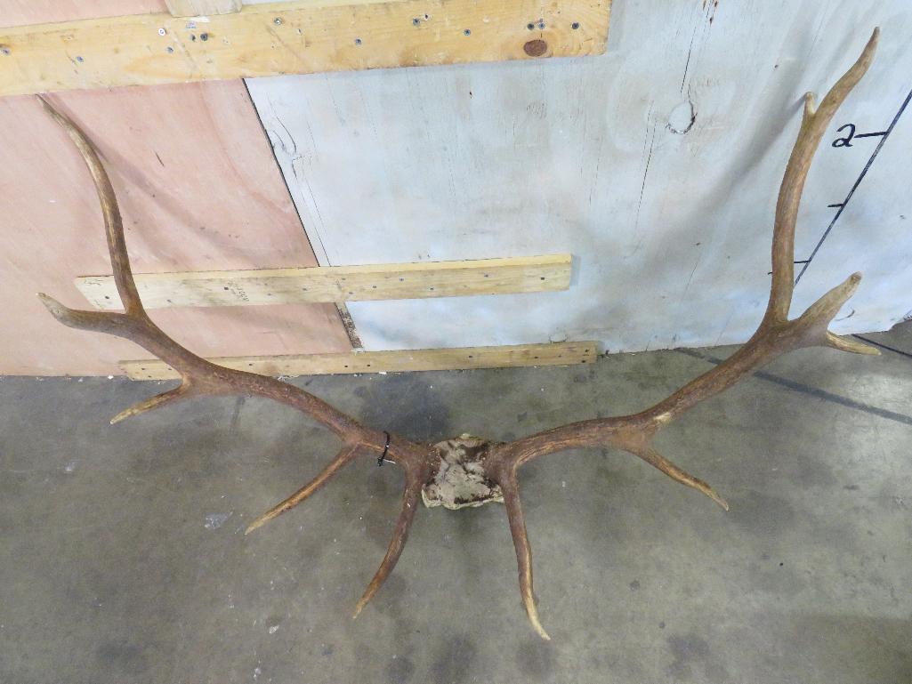 Elk Rack TAXIDERMY: TAXIDERMY