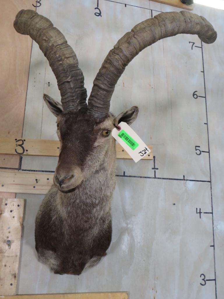Ibex Sh Mt TAXIDERMY: TAXIDERMY