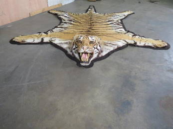 Amazing Man Killing Tiger Rug w/Mounted Head *TX RES ONLY* TAXIDERMY