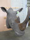 WHITE RHINO W/REAL SKIN & REAL HORN *TX RES ONLY*  TAXIDERMY