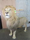 Amazing Freestanding Lifesize Lion *TX RES ONLY*  TAXIDERMY