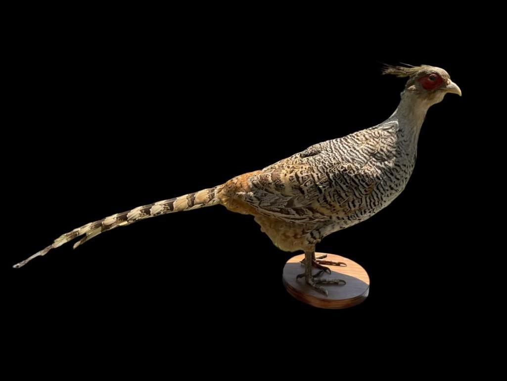 Super RARE, Female Kalij Pheasant, from India, 36 inches long, 16 inches tall, great taxidermy - Bir: Super RARE, Female Kalij Pheasant, from India, 36 inches long, 16 inches tall, great taxidermy - Bird collectors