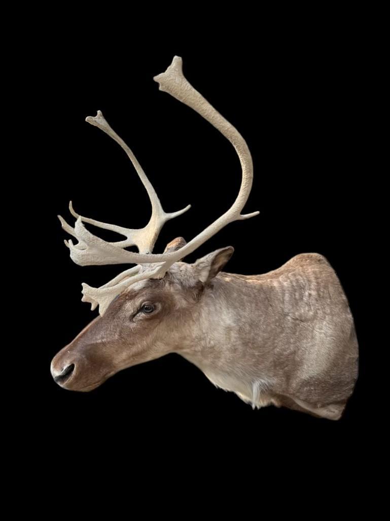 Pretty little Reindeer taxidermy, Sho. mount 9 X 8 = 17 point antlers, 23 inches wide, - 44 inches t: Pretty little Reindeer taxidermy, Sho. mount 9 X 8 = 17 point antlers, 23 inches wide, - 44 inches tall X 35 inches out from the wall