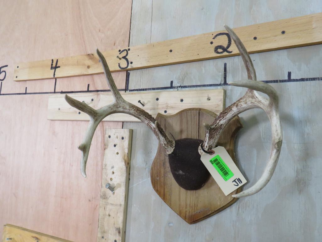 Whitetail Rack on Plaque TAXIDERMY: TAXIDERMY