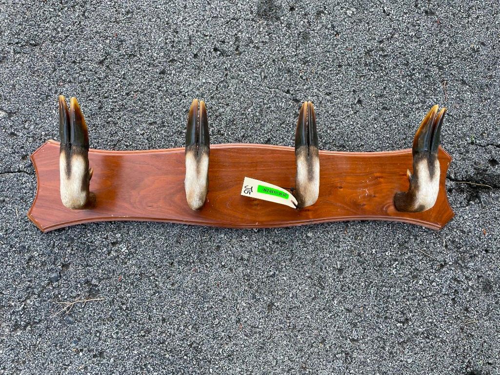 Rare, African, Sitatunga Antelope 4 foot hat rack, really pretty feet- African safari Taxidermy 36 i: Rare, African, Sitatunga Antelope 4 foot hat rack, really pretty feet- African safari Taxidermy 36 inches long x 7 1/2 inches wide