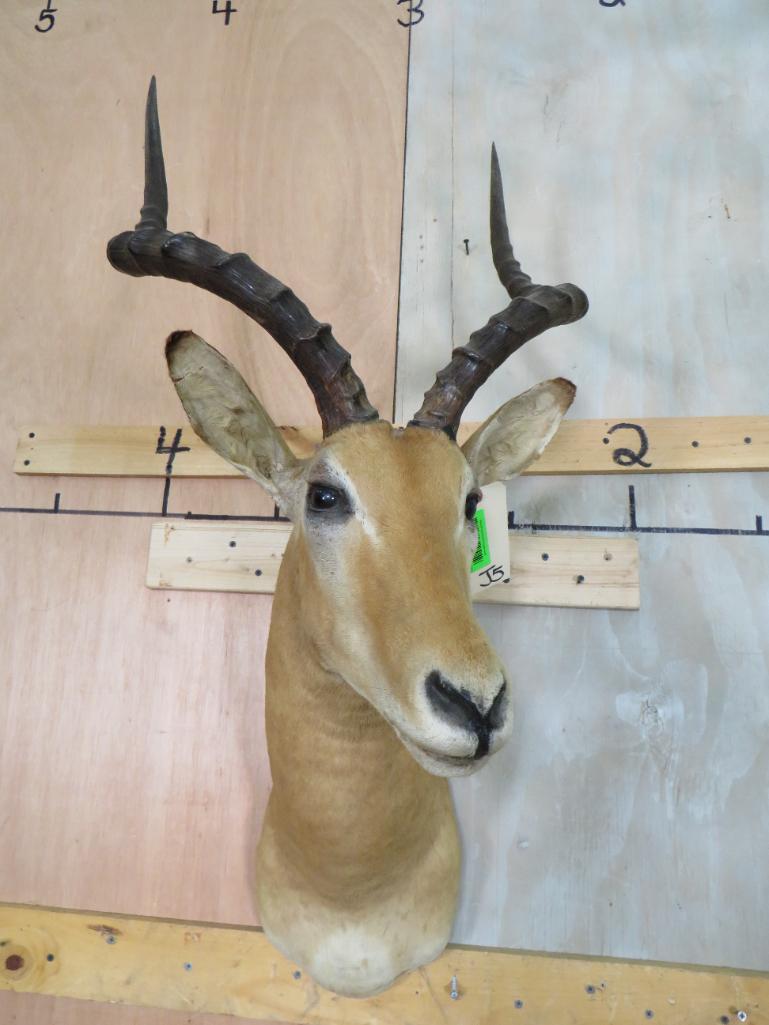 IMPALA SH MT TAXIDERMY: TAXIDERMY