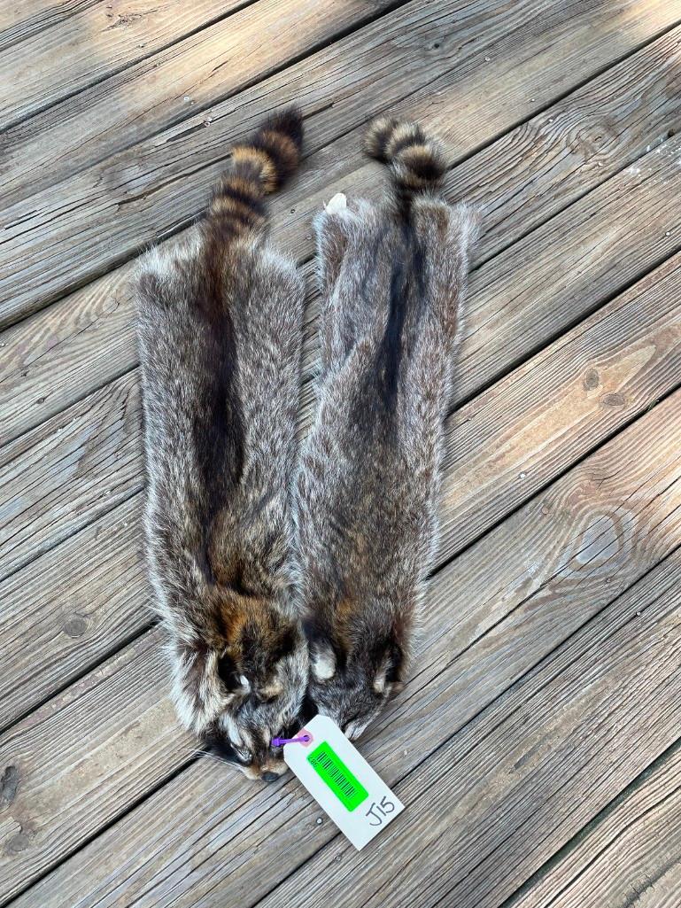 2 NEW tanned XLarge Raccoon furs,- hides - skins SOFT, great Taxidermy cabin decor, 36 inches long: TAXIDERMY