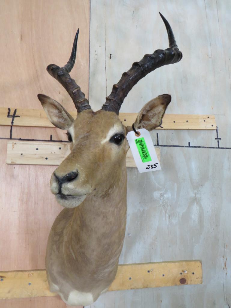 IMPALA SH MT TAXIDERMY: TAXIDERMY