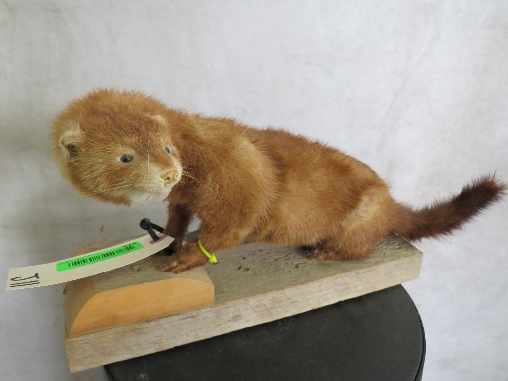 Lifesize Mink on Base TAXIDERMY: TAXIDERMY