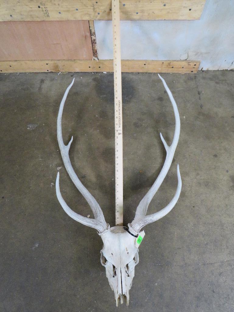 Axis Deer Skull TAXIDERMY: TAXIDERMY