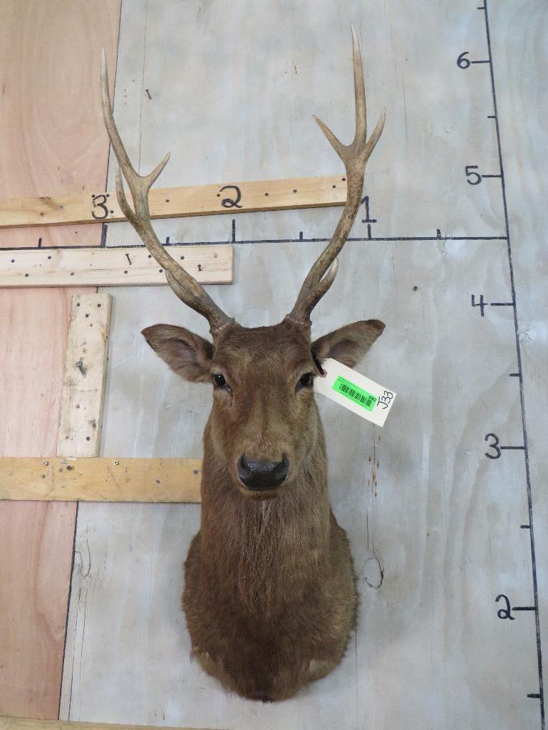 SIKA DEER SH MT TAXIDERMY: TAXIDERMY