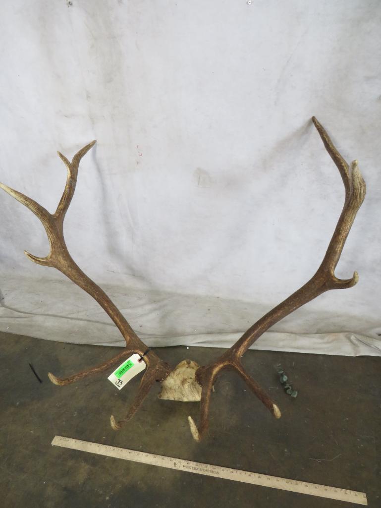 Set of Elk Antlers TAXIDERMY: TAXIDERMY