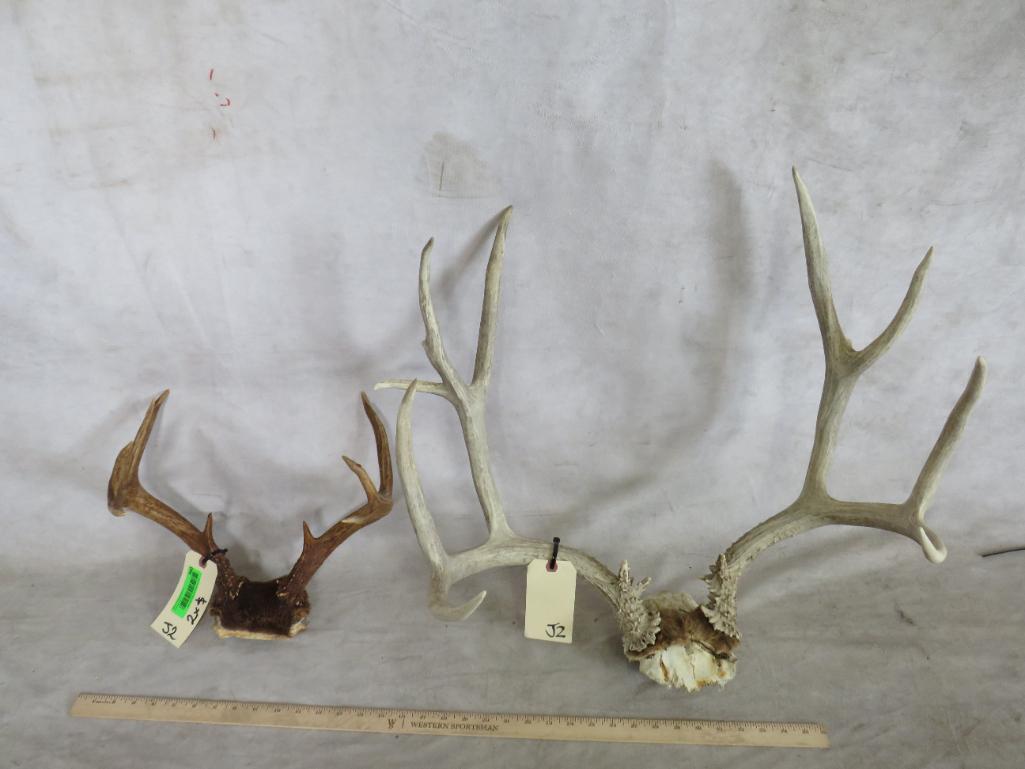 Whitetail & Mule Deer Racks (2x$) TAXIDERMY: TAXIDERMY