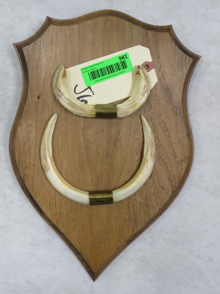 Warthog Tusk Display TAXIDERMY: TAXIDERMY