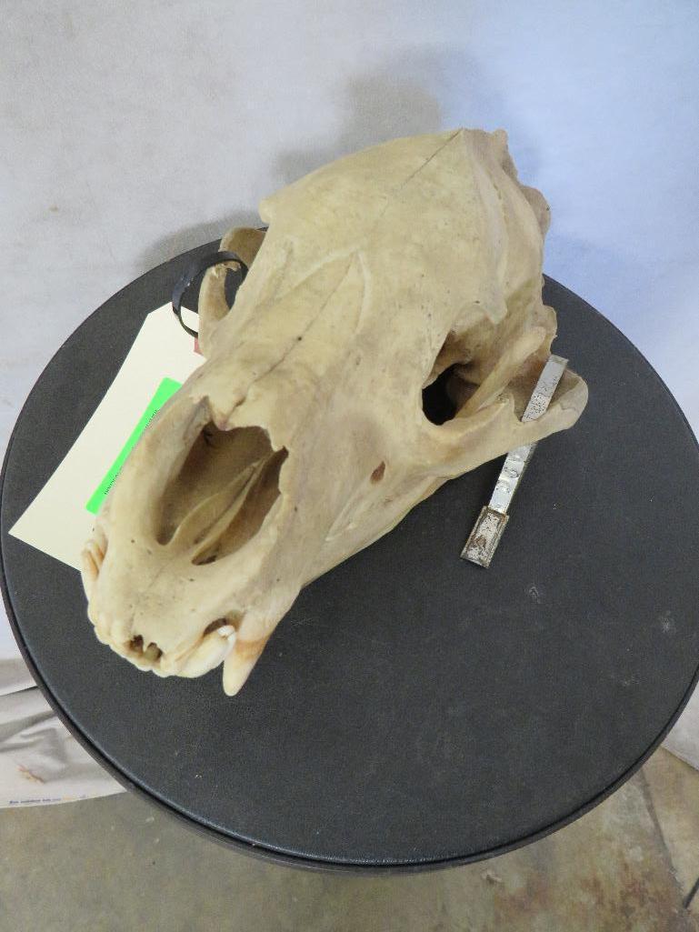 Brown Bear Skull TAXIDERMY: TAXIDERMY