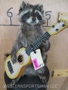 Super Cool Guitar Playing Raccoon TAXIDERMY