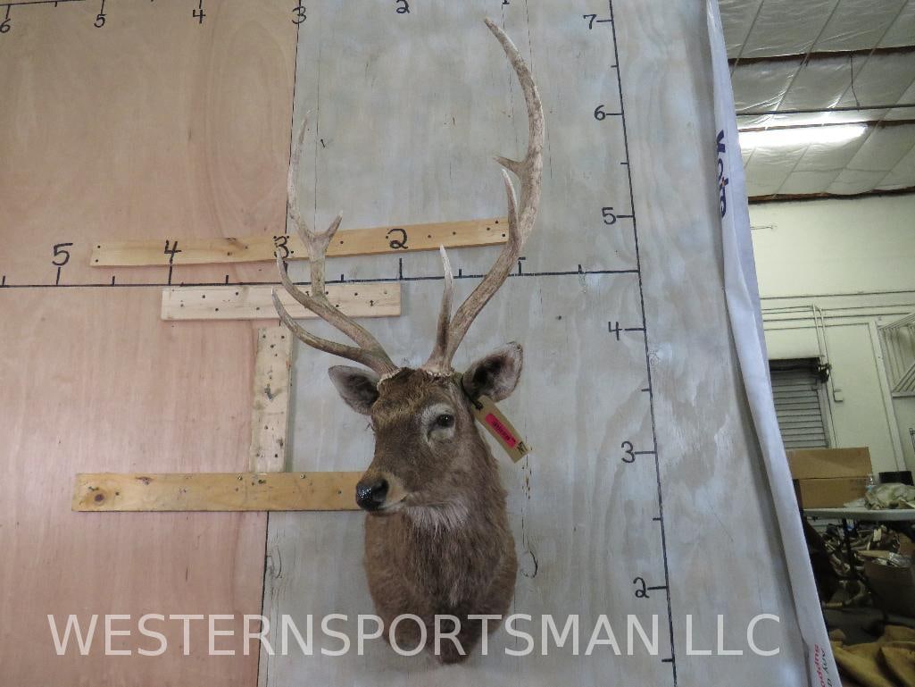 SIKA DEER SH MT TAXIDERMY: TAXIDERMY