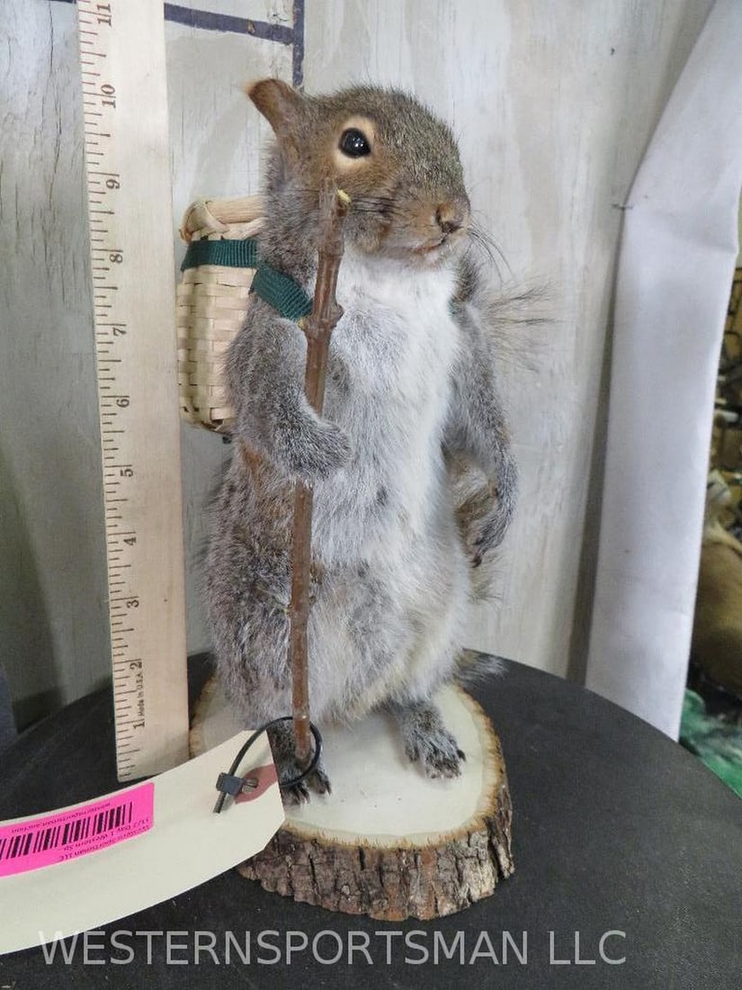 Super Cute Backpacking Squirrel TAXIDERMY (1 of 8)