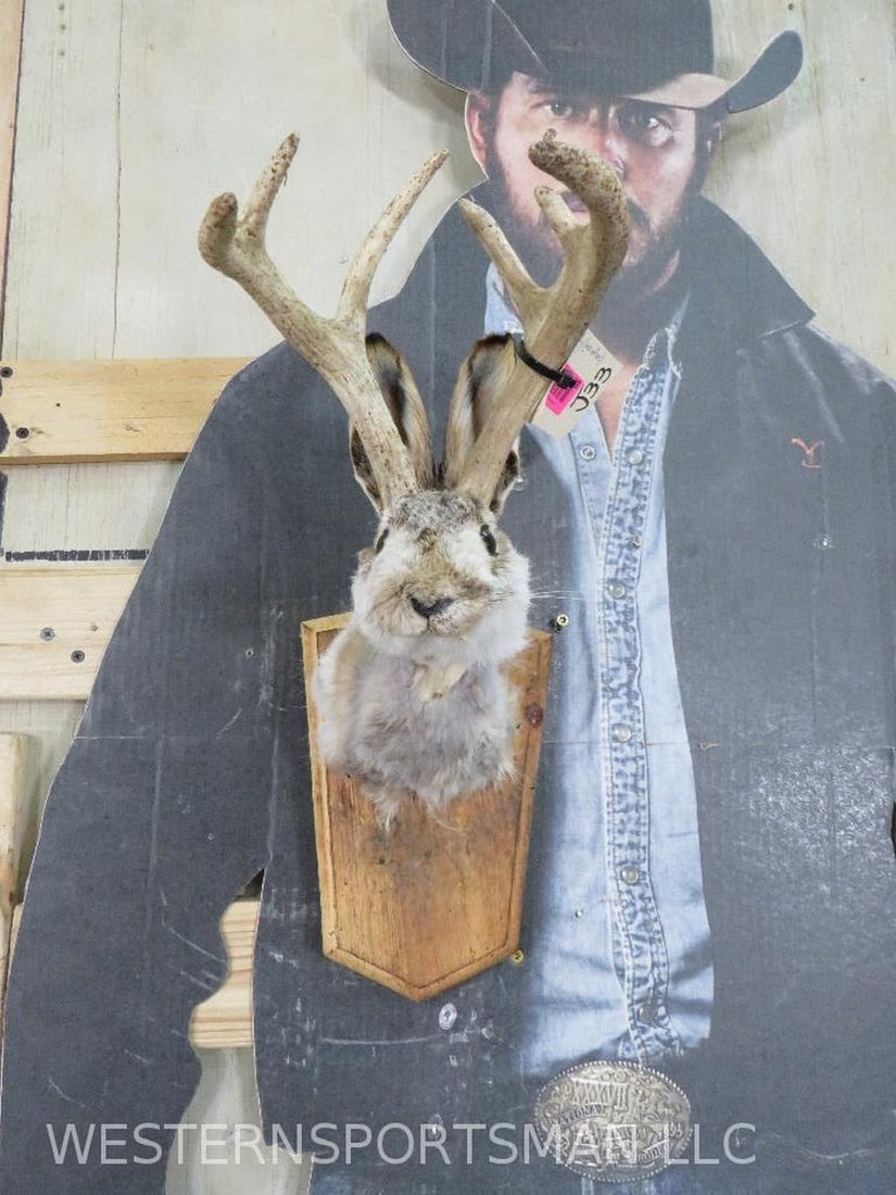 Vintage Jackalope Sh Mt -Rough TAXIDERMY (1 of 9)