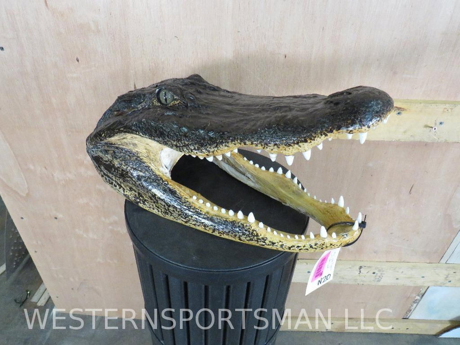 BIG Gator Head TAXIDERMY: 17.5"Lx9"W @ JAWS