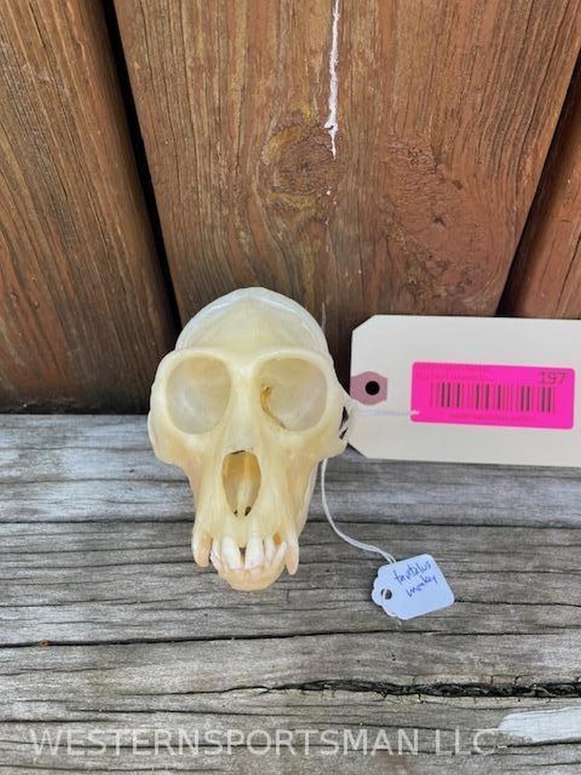 The Tantalus monkey skull -all teeth, 5 inches long x 3 inches wide, rarely seen skull - Taxidermy-: Thetantalus monkey(Chlorocebus tantalus) is anOld World monkeyfrom Africa that ranges from