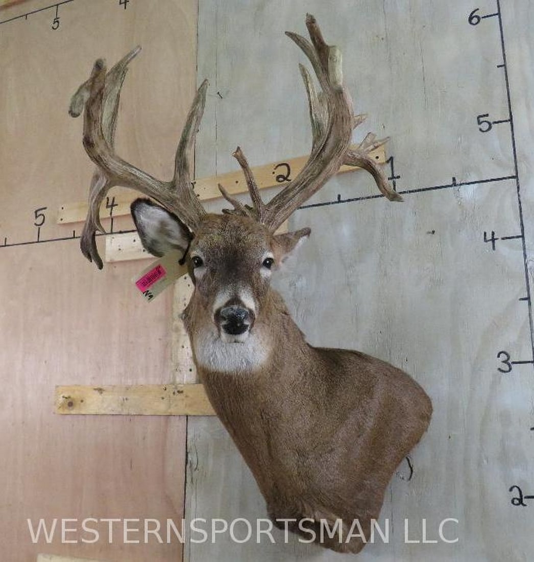 XL Uncommon Whitetail Sh Mt w/Lots of Points and Drop Tine TAXIDERMY (1 of 13)