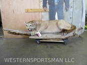 LIFESIZE MOUNTAIN LION ON LIMB TAXIDERMY