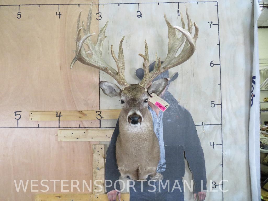 Whitetail Sh Mt w/XL Rack TAXIDERMY (1 of 14)