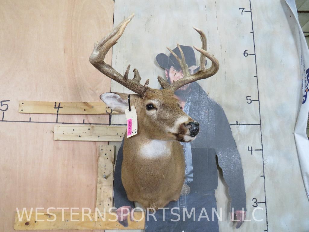 Nice 15 Pt Whitetail Sh Mt TAXIDERMY (1 of 16)