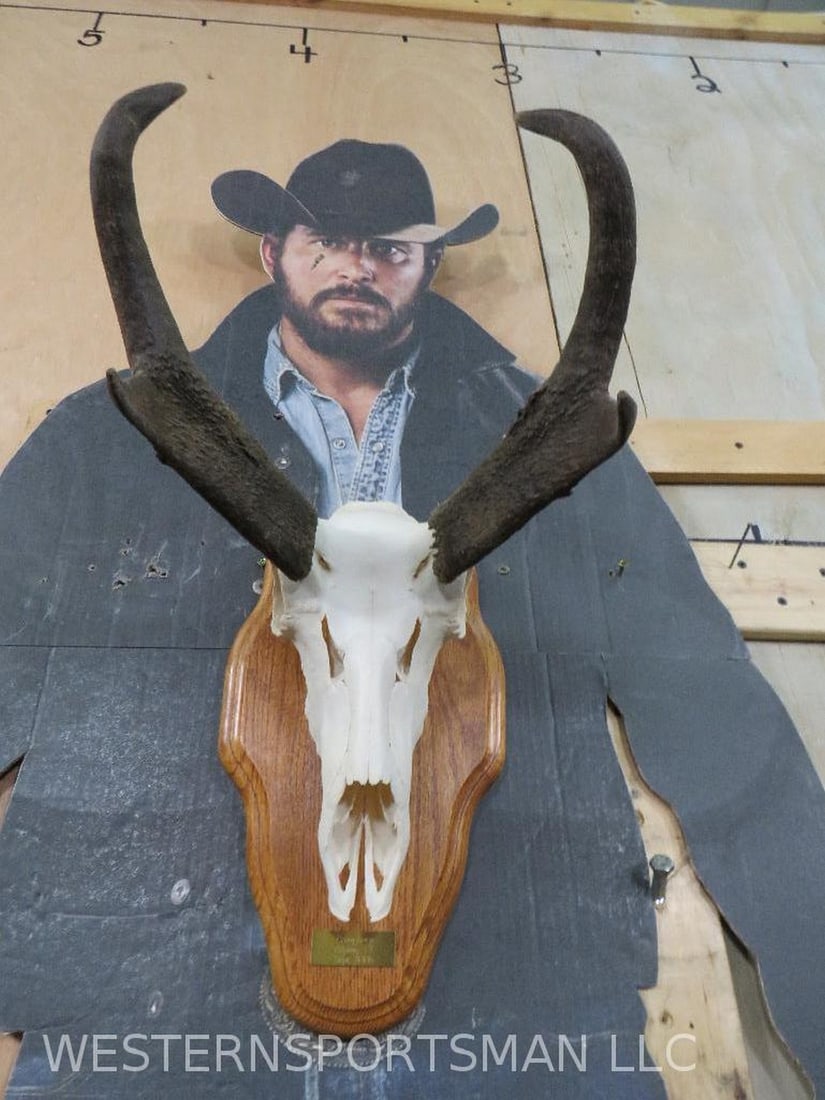 Nice Pronghorn Skull on Plaque TAXIDERMY (1 of 8)