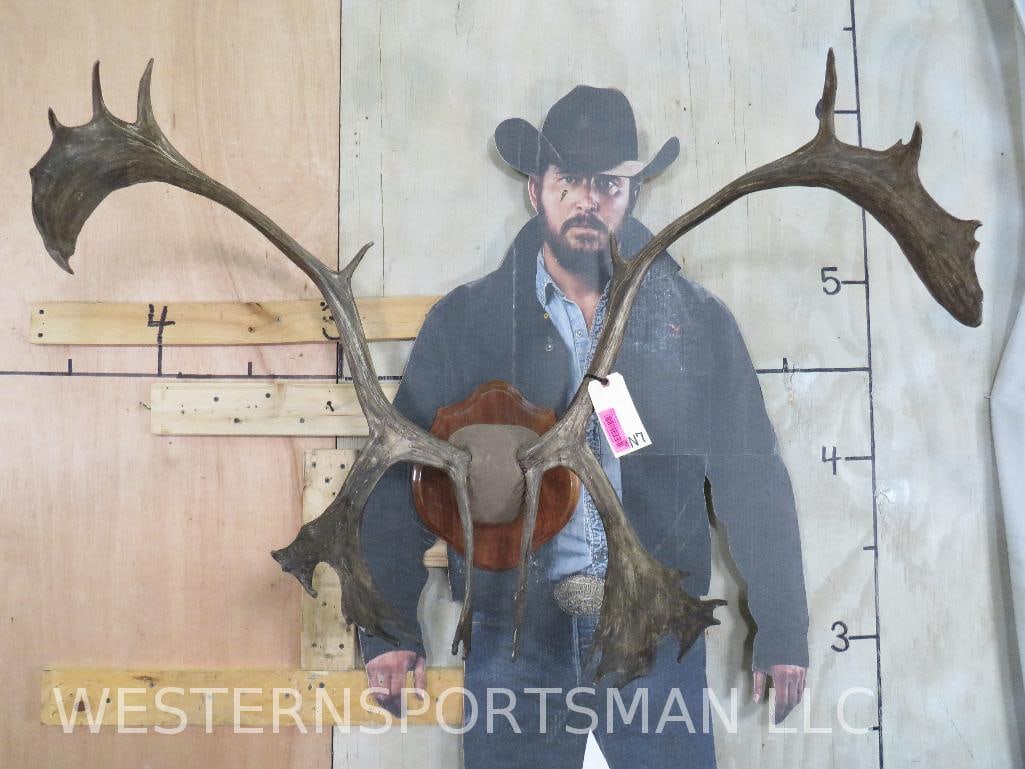 Caribou Rack on Plaque TAXIDERMY: TAXIDERMY