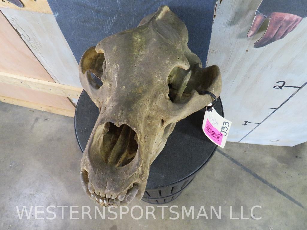 Dirty Brown Bear Skull TAXIDERMY (1 of 7)
