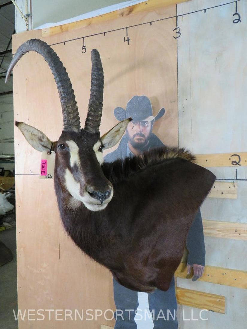 Sable Wall Pedestal Taxidermy Auction