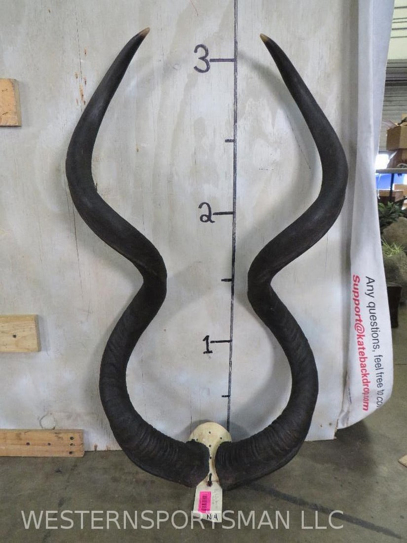 Big Kudu Rack on Skull Cap TAXIDERMY (1 of 6)