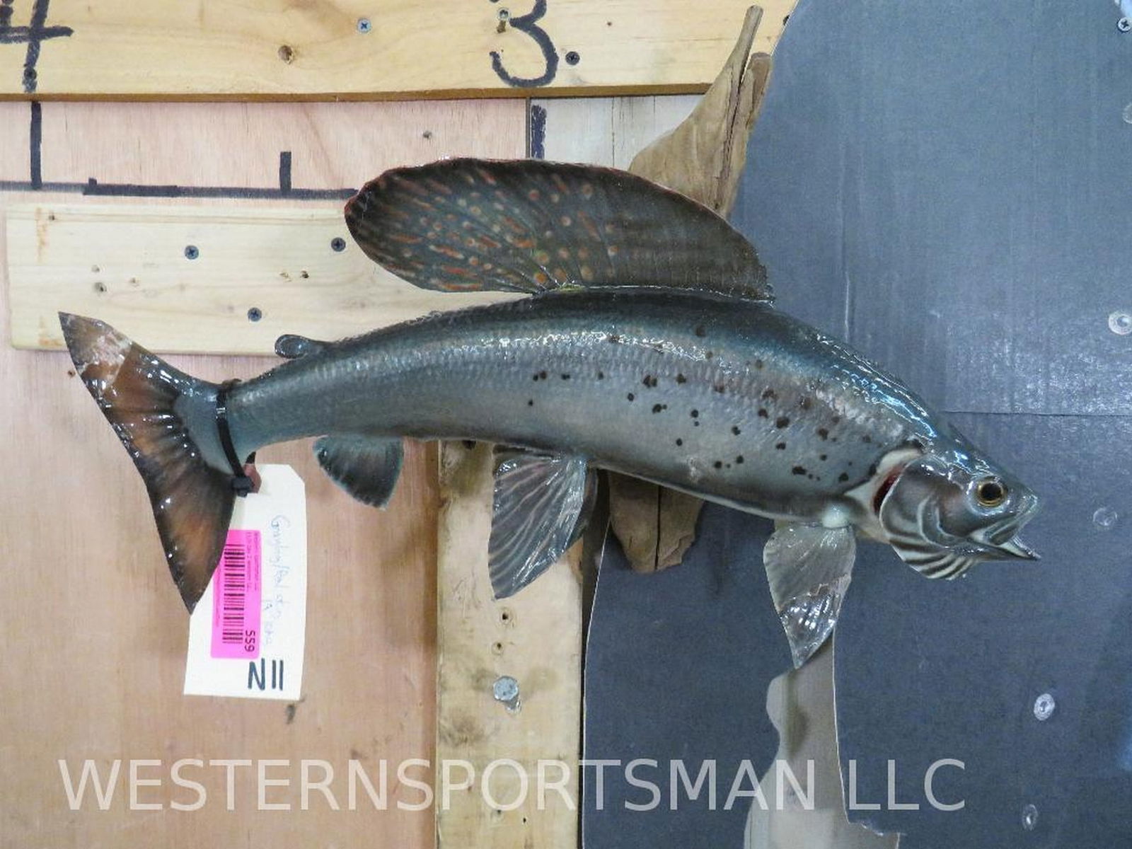 Real Skin Grayling Fish Mt 19" L TAXIDERMY (1 of 5)