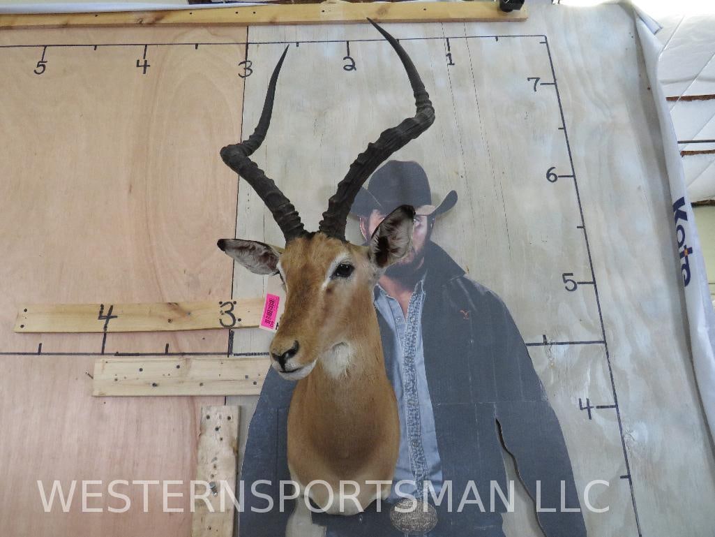 IMPALA SH MT TAXIDERMY: TAXIDERMY