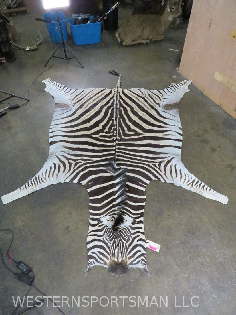Very Nice and Soft Zebra Hide w/Good Color 10'x7'3" TAXIDERMY (1 of 10)