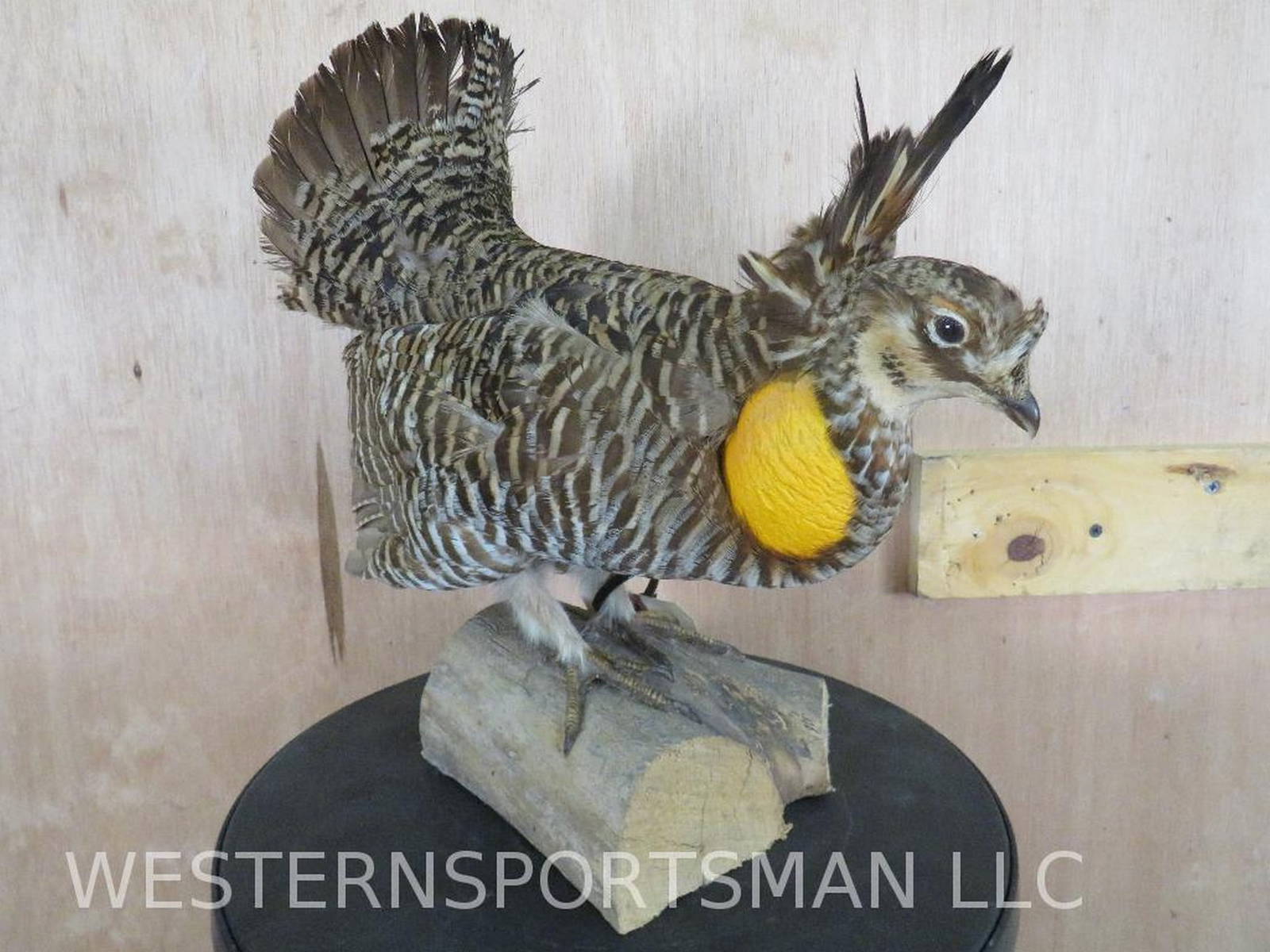 Beautiful Greater Prairie Chicken Taxidermy Auction