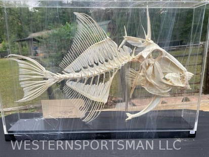 Articulated Display Skeleton Of A Chicken Wired A Articulated Display Skeleton Of A Chicken Wired A