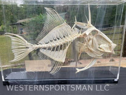 Really cool looking articulated Skeleton of a Trigger fish in a display case 19 inches long x 13 inc: Really cool looking articulated Skeleton of a Trigger fish in a display case 19 inches long x 13 inches tall x 3 inches wide Awesome oddity